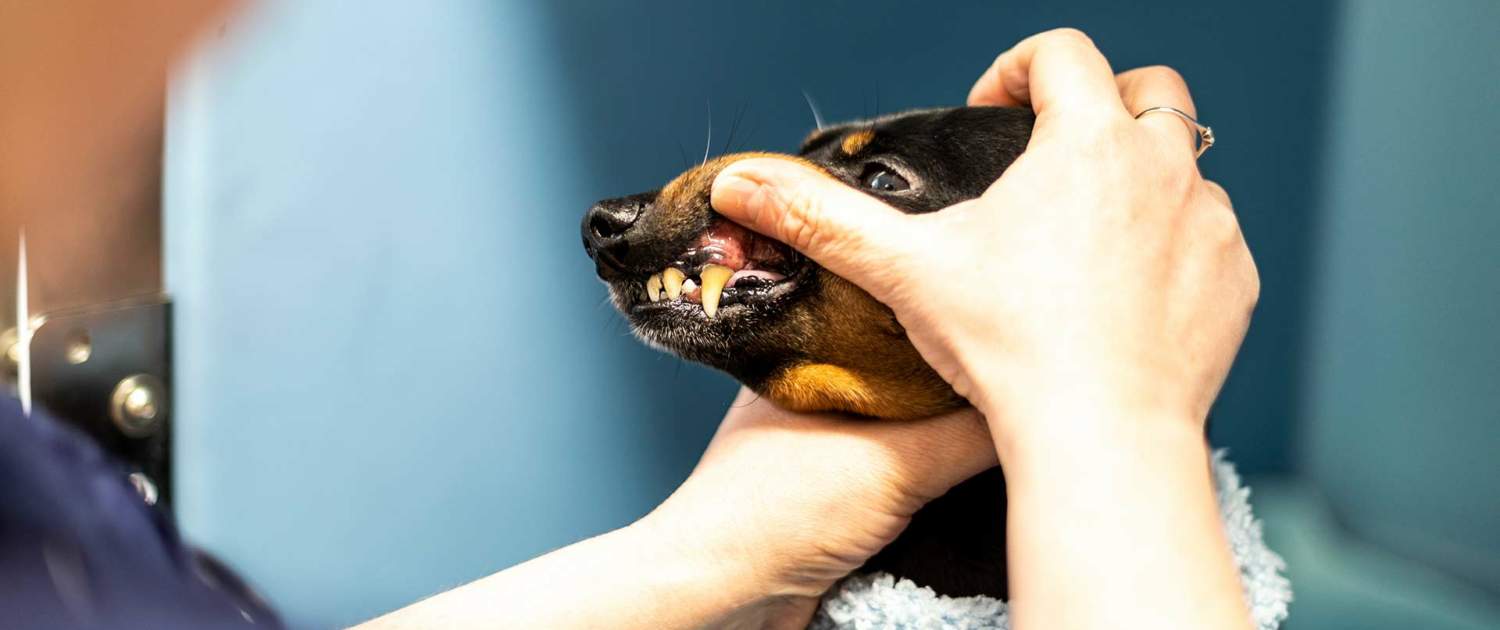 9R2A8178 Tandbehandling og eftersyn til din hund