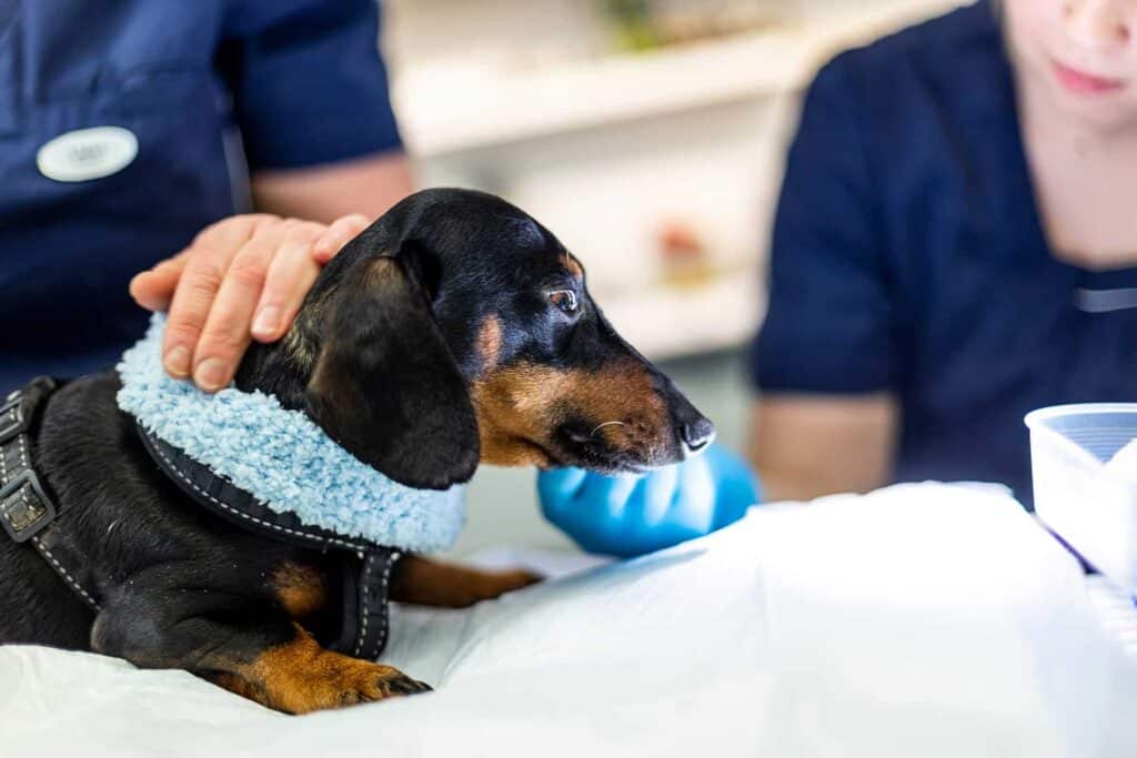 Grundtvigs Dyreklinik udfører behandling på lille hund